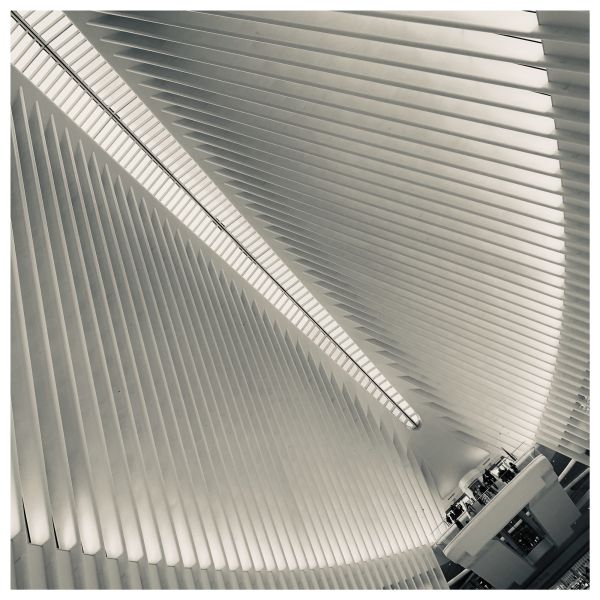 oculus