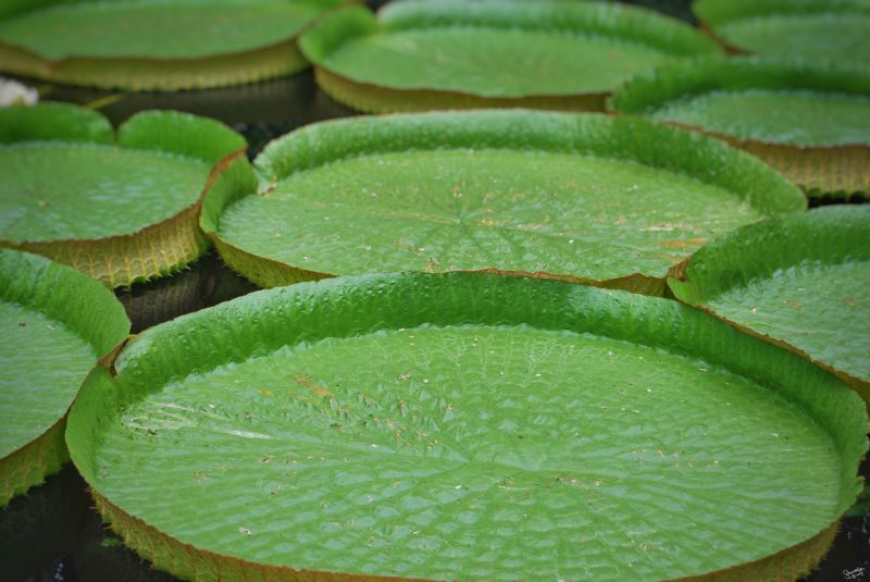 amazon lily pads