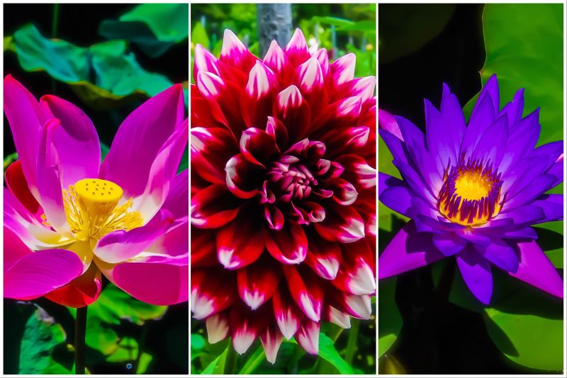 flower power