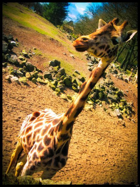 giraffe