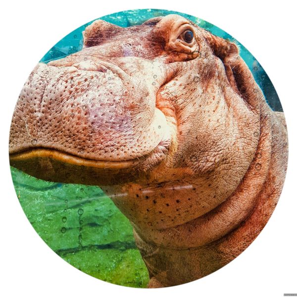 hippo