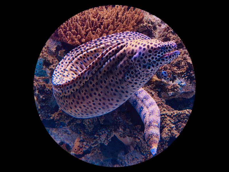 moray eel