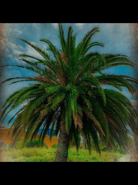 palm tree
