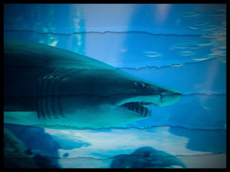 shark