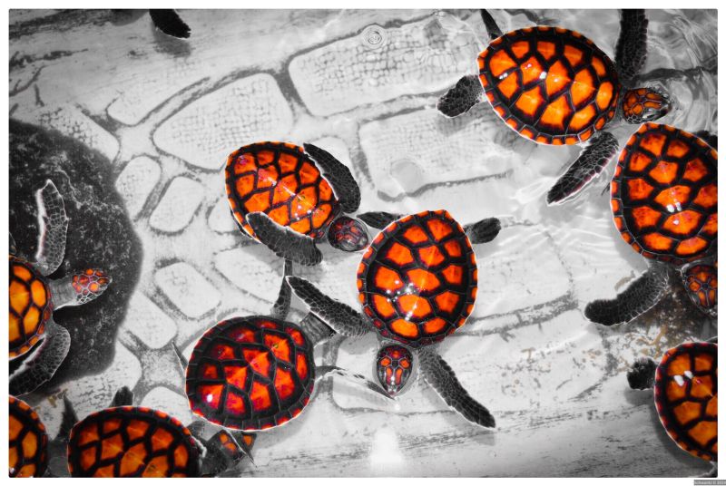 turtles
